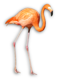 flaminqo